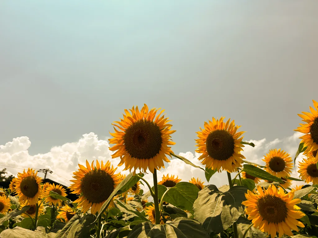 yellow-sunflower