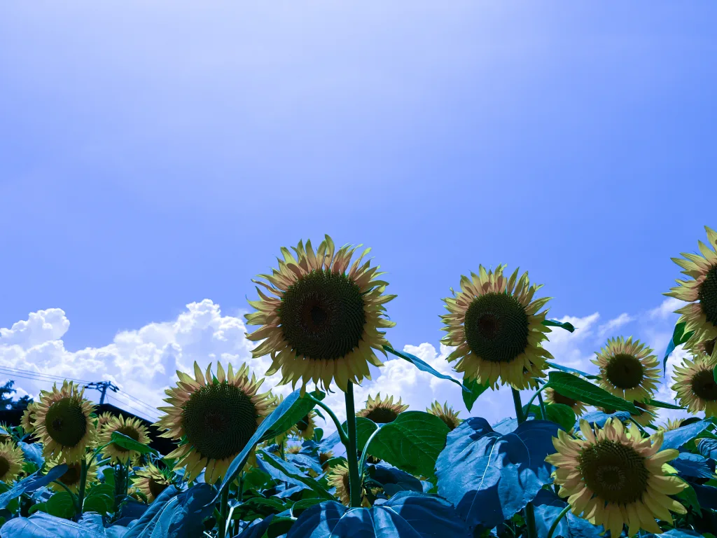 sky-sunflower