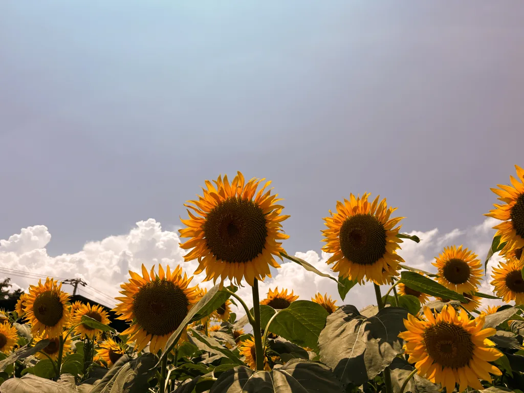 red-sunflower